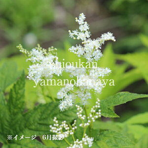 白花キョウカノコ 9cmポット苗 数量割引あり/山野草/耐寒性多年草/シモツケソウ/※5/24つぼみ〜開花中
