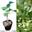 マタタビ 10.5cmポット挿し木苗2ポットセット 送料込み/果樹苗/木天蓼/※4/26芽吹き始め