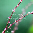 ★この植物の関連商品はこちらをクリック●商品情報 　和名：水引 　別名：水引草 　学名: Persicaria filiformis ●商品説明 　熨斗などに懸ける紅白の水引が名前の由来。 　細い花穂には小さな小花が連なり、上から見ると赤く、下から見ると白く見えます。 　1つ1つの小花は5mmほどで、よーく見なければいけない程小さく、愛らしいですよ。 　幼いころはこのミズヒキをリボンに仕立てて髪飾りにして遊びました。 　全体的には目立ちにくい花ですが、茶花の脇役として利用されることが多い野草です。 　ミズヒキの葉に模様が入った「斑入りミズヒキ」（※当店でも栽培し販売しています）は、花期以外でも春から秋まで葉の模様で楽しませてくれるため、人気です。 ●分類 　タデ科イヌタデ属 　耐寒性多年草 ●草丈 　30〜80cm ●耐性　（弊社で経験済みの温度） 　耐暑性　30℃ 　耐寒性　-15℃ 　※寒冷地で秋冬に植え付ける場合は、外気温が氷点下になる1か月前までに植え付けを終えましょう。 ●開花時期 　8〜10月 ●育て方 　庭植えがオススメ。半日陰の西日が当たらない場所を選び植え付けます。冬場は根付いていればそのまま冬越し可能です。 　鉢植えの場合、根が大きくなりやすいため、9cmポット苗の植え替えは4号鉢（直径12cmほど）をお勧めします。