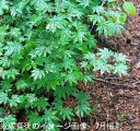 (5ポット)ヤマモミジ 10.5cmポット苗5ポットセット 樹高20〜30cm程/落葉樹/苗木/紅葉/山もみじ/※8/1葉が展開中