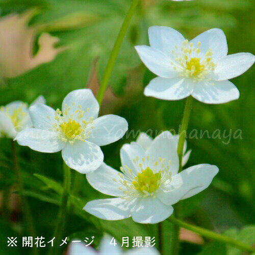 楽天市場】アネモネ(花の苗物|苗物):ガーデニング・農業<花 楽天市場】アネモネ(花の苗物|苗物):ガーデニング・農業<花