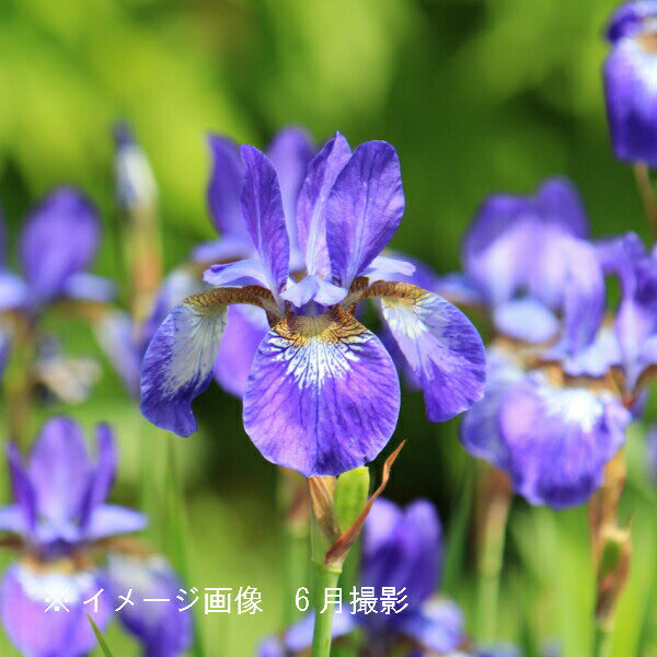 (1ポット)ノアヤメ　10.5cmポット苗　山野草/耐寒性多年草/菖蒲/※6/1つぼみ～開花中