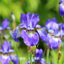 (100ポット)ノアヤメ　10.5cmポット苗100ポットセット　菖蒲/※4/9芽吹き始め