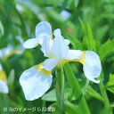 (1ポット)白花ノアヤメ 10.5cmポット苗 山野草/耐寒性多年草/野アヤメ/菖蒲/※4/27葉が展開中