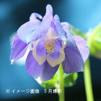 (1ポット)青花ミヤマオダマキ　7.5～9cmポット苗　山野草/耐寒性多年草/深山苧環/再入荷/※4/27芽吹き始め