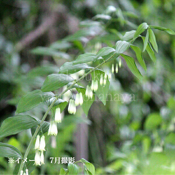 (1ポット)オオナルコユリ　9cmポット苗　翌年開花見込み苗/初夏咲き山野草/耐寒性多年草/※6/1葉が展開中