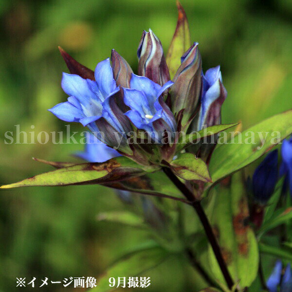 (1ポット)ヤマリンドウ　9cmポット苗　山野草/耐寒性多年草/竜胆/岩手県自生種/※4/22芽吹き始め