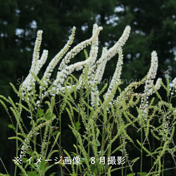 1ポット サラシナショウマ 10.5cmポット苗 山野草/耐寒性多年草/晒菜升麻/ 5/8葉が展開中