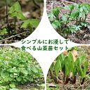 山菜苗セット: シンプルにお浸しで食べる4種各1ポットセット【ボウナ・ギョウジャニンニク・畑ワサビ・シドケ】