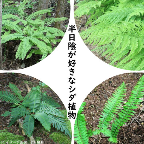 シダ植物セット: 半日陰が好きな羊歯植物 4種各1ポットセット 【クジャクシダ・リョウメンシダ・シシガシラ・ジュウモンジシダ】