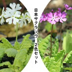 山野草セット：日本サクラソウ　2色各3ポットセット /※今季開花終了 4/27葉が展開中