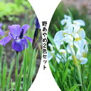 山野草セット：ノアヤメ 2色各2ポットセット 【青花ノアヤメ 白花ノアヤメ】 山野草/菖蒲/※4/27葉が展開中