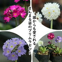 宿根草セット: プリムラ デンテキュラータ 3色各10ポットセット ※今季開花終了 6/28葉が展開中(4)