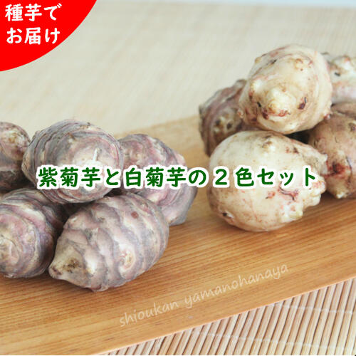 山菜苗セット：ムラサキキクイモとキクイモ　種芋2色各5個セット　岩手県産/菊芋/土付き/※入荷済み