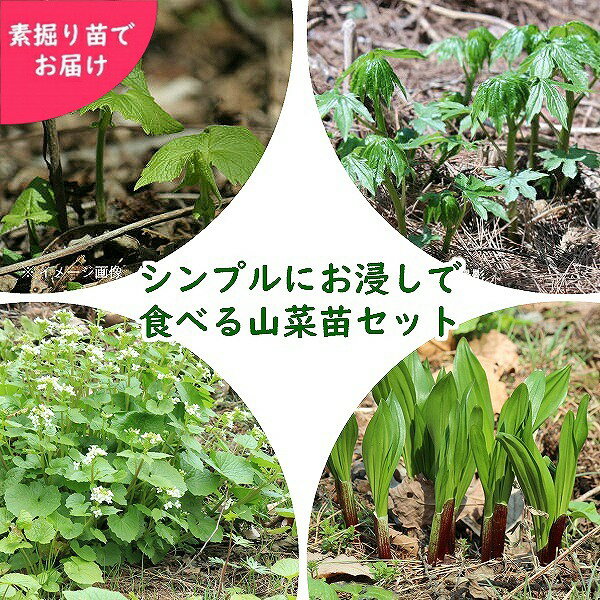山菜苗セット：シンプルにお浸しで食べる4種各5株セット【ボウナ・ギョウジャニンニク・畑ワサビ・シド..