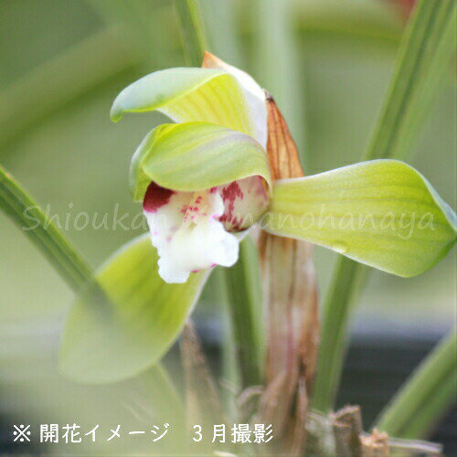 (1ポット)シュンラン　10.5cmポット苗山野草/耐寒性多年草/春蘭/※今季開花終了 5/18葉が展開中