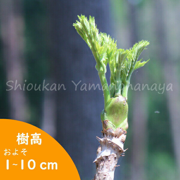 タラノキ 10.5cmポット幼苗 数量割引あり/樹高1～10cm/実生2～3年目/山菜苗/たらの芽/※5/18葉が展開中