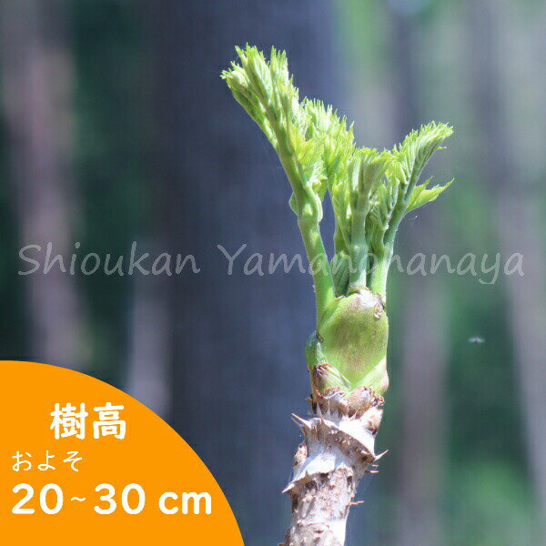 (1ポット)タラノキ　10.5cmポット苗　樹高20～30cm/山菜苗/タラノメ/※5/8葉が展開中