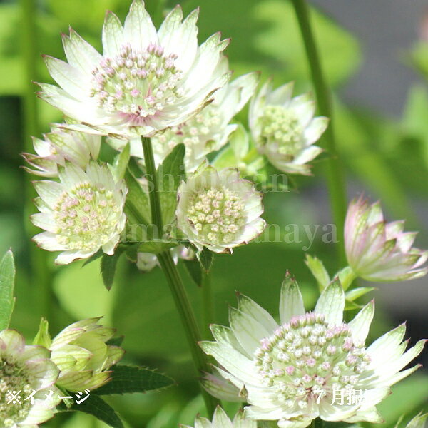 アストランティア スノースター　9〜10.5cmポット苗　数量割引あり/アストランチア/新商品/※休眠 地上..