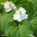八重咲きドクダミ 9cmポット苗 数量割引あり/山菜苗/耐寒性多年草/薬草苗/新商品/※今季開花終了 8/1葉が展開中