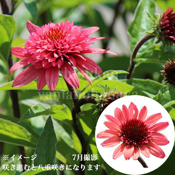 エキナセア　ラズベリートラッフル　9〜10.5cmポット苗　宿根草/耐寒性多年草/新商品/※8/17つぼみ〜開花中のサムネイル