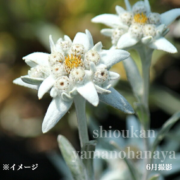 楽天紫桜館　山の花屋　楽天市場店エーデルワイス　9cmポット苗　耐寒性多年草/新商品/※休眠 地上部なし