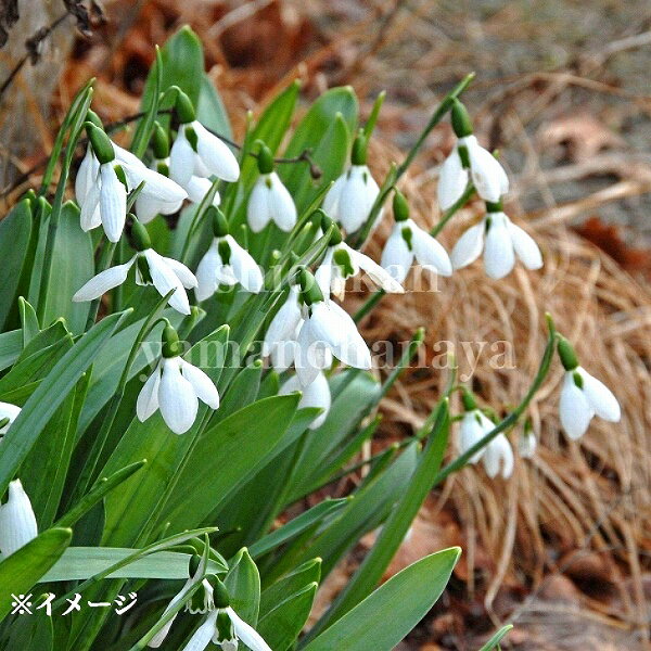 スノードロップ・ガランサス エルウィシー　9cmポット苗　2球植え/数量割引あり/ユキノハナ/新商品/※休..