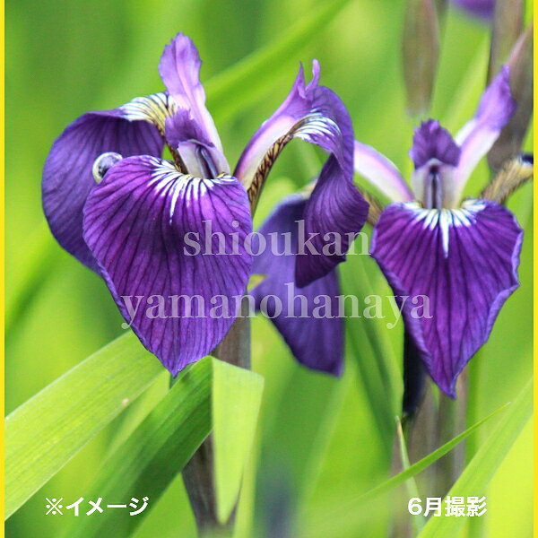 ۡβֲŷԾŹ㤨֥ҥᡡ10.5cmݥåġ̳//ʸ/Գ/̲ Ͼ̵פβǤʤ550ߤˤʤޤ