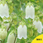 (1ポット)薄黄花ホタルブクロ　9cmポット苗　山野草/耐寒性多年草/蛍袋/カンパニュラ/※4/20葉が展開中