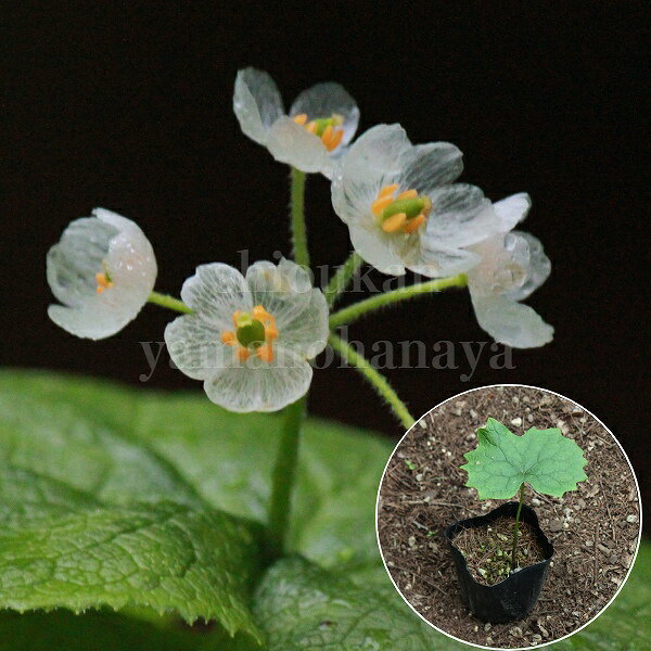 楽天紫桜館　山の花屋　楽天市場店サンカヨウ　9cmポット幼苗　数量割引あり/植え付け2年後以降に開花見込み苗/春咲き山野草/耐寒性多年草/スケルトンフラワー/新商品/※休眠 地上部無し