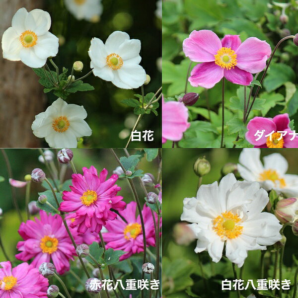 【花色選択可能】シュウメイギク　9〜10.5cmポット苗　数量割引あり/赤花/桃花/白花/八重咲き/秋咲き山野草/耐寒性多年草/秋明菊/アネモネ/※6/13葉が展開中