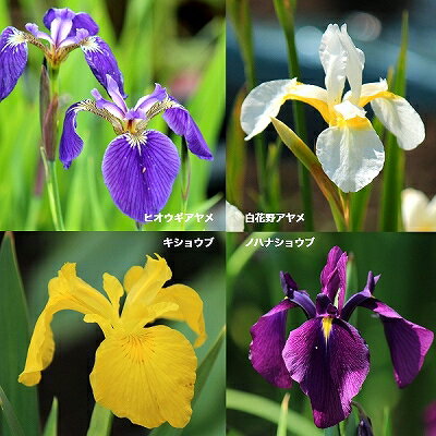 【品種選択可能】アヤメ ショウブ　10.5cmポット苗　数量割引あり/山野草/耐寒性多年草/菖蒲/※休眠 地..