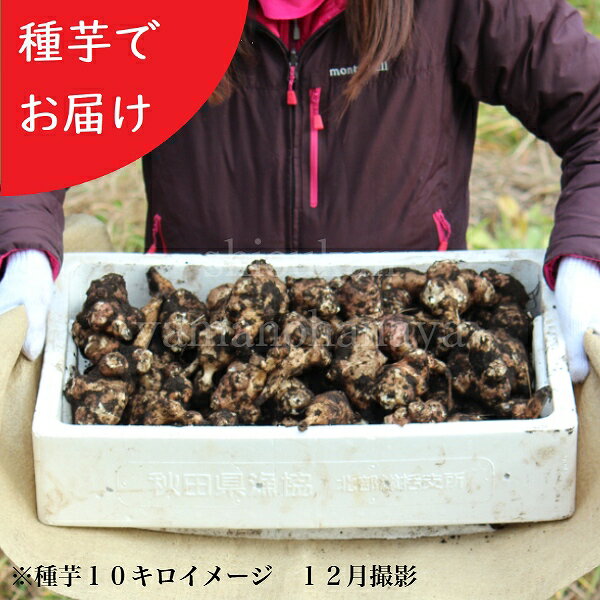 岩手県産キクイモ　種芋　kg・10kg・100kg・1t単位　数量割引あり/重さでお届け/唐芋/菊芋/生芋/栽培期..