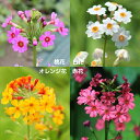 【花色選択可能】クリンソウ 9~10.5cmポット苗 山野草/耐寒性多年草/九輪草/プリムラ/※今季開花終了 7/11葉が展開中