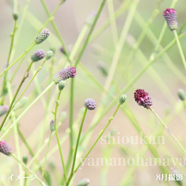 ワレモコウ プラムドロップス　10.5cmポット苗　数量割引あり/山野草/耐寒性多年草/吾亦紅/サンギソル..