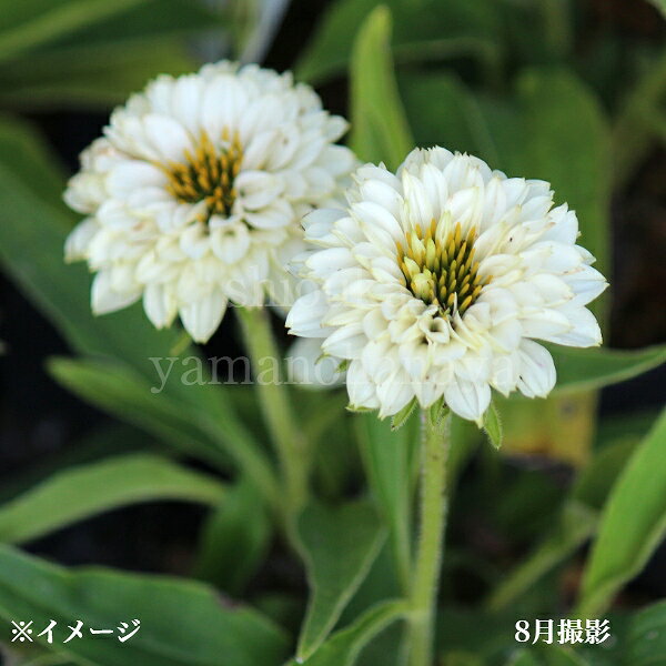 楽天紫桜館　山の花屋　楽天市場店エキナセア　ホワイトパーフェクション　10.5cmポット苗　宿根草/耐寒性多年草/新商品/※5/18葉が展開中