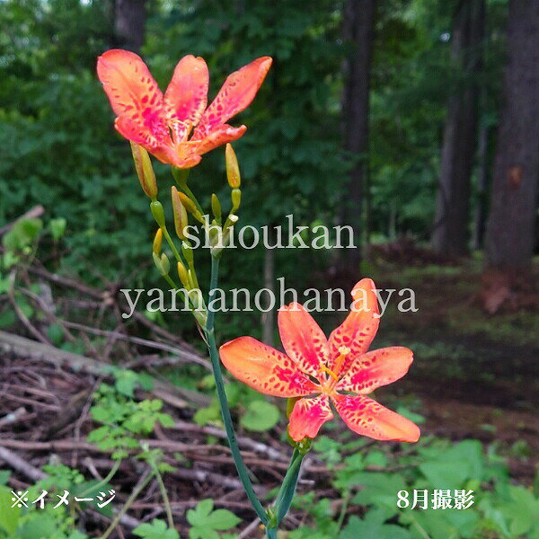 楽天紫桜館　山の花屋　楽天市場店ヒオウギ　9〜10.5cmポット苗　数量割引あり/山野草/耐寒性多年草/祇園花材/新商品/2026年開花見込み苗/※6/24葉が展開中