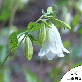 (1ポット)白花二重咲きホタルブクロ　9cmポット苗　ダブル咲き/蛍袋/カンパニュラ/※4/20葉が展開中