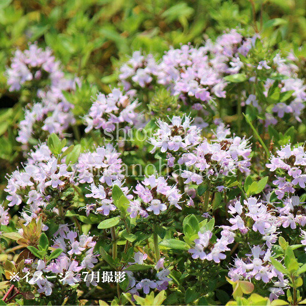 日本イブキジャコウソウ 7.5〜9cmポット苗 数量割引あり/山野草/タイム/※休眠 地上部なし