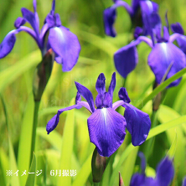 (1ポット)カキツバタ　10.5cmポット苗　日本自生種/原種/湿地植物/杜若/菖蒲/アヤメ/※今季開花終了 6/18葉が展開中のサムネイル