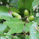 どんぐりの木/コナラの木 9cmポット苗 数量割引あり/樹高約10〜30cm/落葉樹/苗木/ドングリ/※落葉済み その1