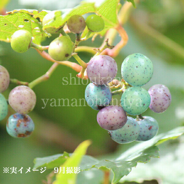 ノブドウ 9cmポット実生苗 樹高5cm程/落葉樹/苗木/野葡萄/岩手県自生種/※休眠 落葉済み