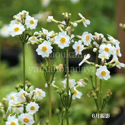 (5ポット)白花クリンソウ　10.5cmポット苗5ポットセット　山野草/九輪草/プリムラ/※今季開花終了 8/10葉に傷みありのサムネイル