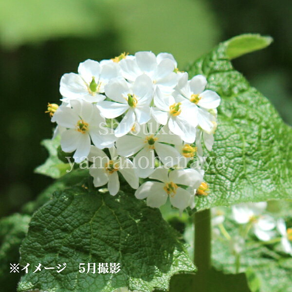 サンカヨウ　10.5～12cmポット苗　数量割引あり/春咲き山野草/耐寒性多年草/スケルトンフラワー/2025年開花見込み苗/※4/27葉が展開中のサムネイル