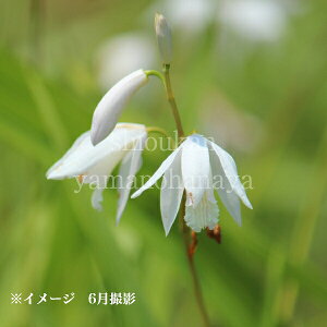 白花シラン 10.5cmポット苗 数量割引あり/山野草/耐寒性多年草/紫蘭/※9/27葉に傷み有り