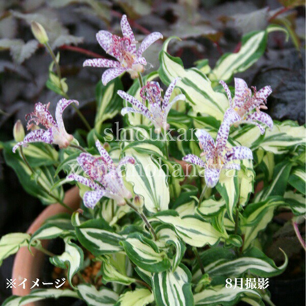 (1ポット)斑入りホトトギス インペリアルバナー　9cmポット苗　山野草/耐寒性多年草/杜鵑草/新商品/※8/10葉が展開中のサムネイル