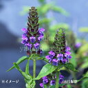 ウツボグサ　9cmポット苗　数量割引あり/山野草/耐寒性多年草/靫草/※4/9芽吹き始め