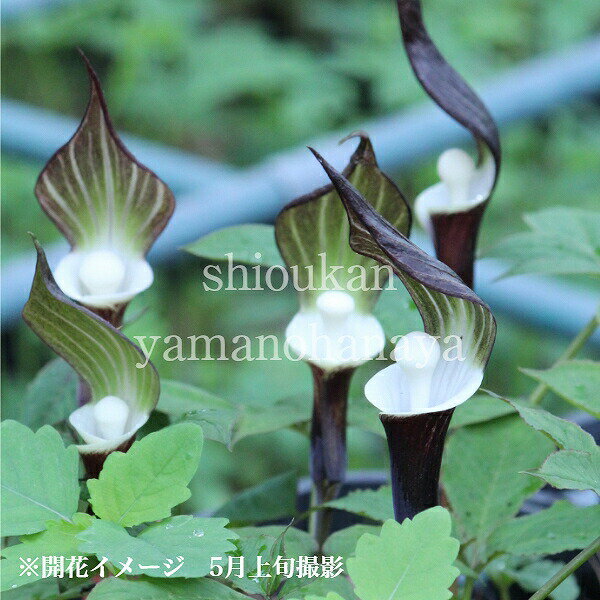 (1ポット)ユキモチソウ　9〜10.5cmポット苗　山野草/耐寒性多年草/雪餅草/天南星/※4/12芽吹き始めのサムネイル