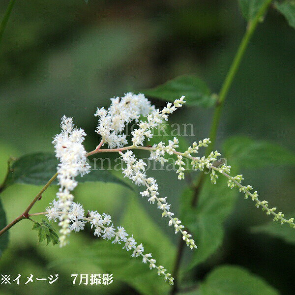 (1ポット)アスチルベ オドントフィラ　10.5cmポット苗　山野草/耐寒性多年草/鳥足升麻/トリアシショウマ/※5/11葉が展開中