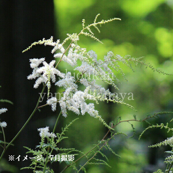 ヤマブキショウマ　素掘り苗　山野草/アランクス/山吹升麻/※入荷済み